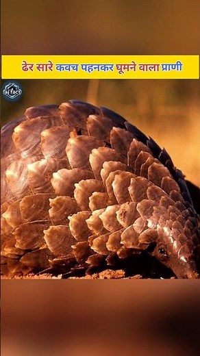 “Pangolin: The Armored Animal That Rolls Into a Ball 🦔 | Endangered Wildlife Facts”#facts #animal