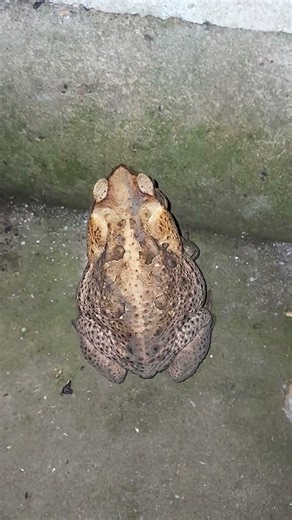 the bullfrog early hunting insect for breakfast,