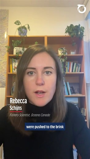 Decades after the collapse of the northern cod fishery, the...