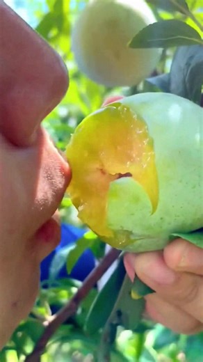 10K views · 226 reactions | Just me and my fruit moment  | Fruit Farm | Facebook