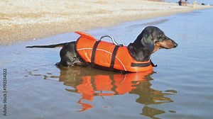Puppy wearing inflatable life jacket looks at sea water on summer beach. Adorable animal stands in water near beach ready to swim in ocean