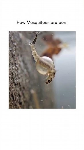 How mosquitoes are born? #mosquito #science #sciencereels