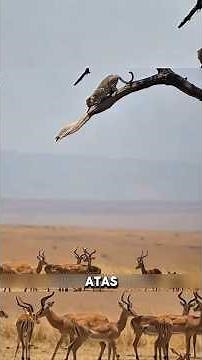 The leopard's deadly strategy of ambushing prey