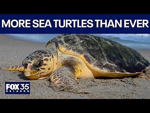 Why you see more sea turtle nests on Florida beaches