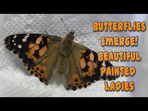 Painted Lady Butterfly Emerges: Insect Lore Butterfly Garden - Metamorphosis Done! Live Butterflies
