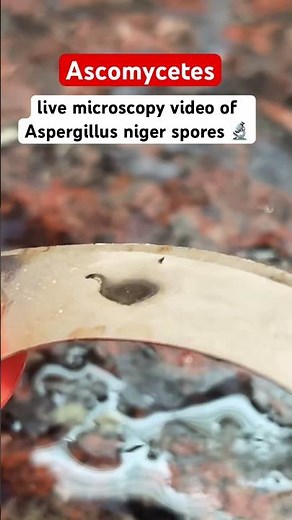 #LiveLabDemo #AspergillusNigerLive #FungiLive #MicroscopyLive #NEETBiologyLive #VirtualLab #Science
