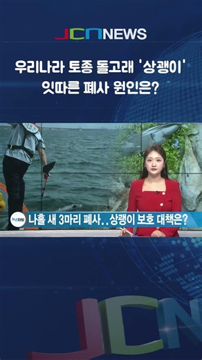 Endangered finless porpoises washing ashore one after another off the coast of Ulsan: What is the...