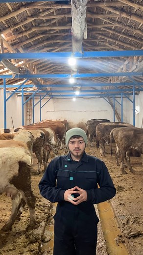 Meditasyon 🙏🏻😁 . . . . . . #meditasyon #inek #cow #hayvancılık #besihane #temizlik #gübre #çiftlik #çiftçi #keşfet #keşfetteyiz #keşfetteyim #keşfetbeniöneçıkar #fypg #fyp | Emir Doğan