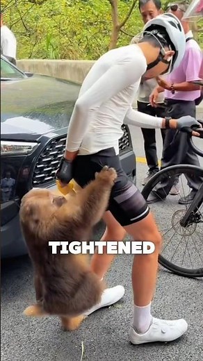 Aggressive Monkey Caught Cyclist