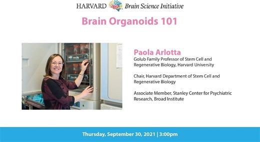 Brain Organoids 101 – Lifeboat News: The Blog