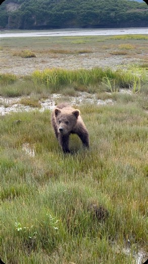 Video clip of the first part of this encounter with a sow and her very curious cub. Amazing to have positive interactions with wildlife. Wish more of the good was shared than the one in a million bad ones. I already posted the second part so if you missed that, check it out. ••••••••••••••••••••••••••••••••••••••••••••••••••••• * * * * * #NaturalAKBeauty #brownbear #SonyAlpha #BBCWildlifePOTD #EarthCapture #TravelAlaska #alaskaproud #naturealaska #akwildlife #marvelous_animals #iFlyAlaska #natio
