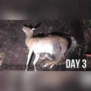 Epic Decomposition of deer 🦌 #deer #decomposition #nature #animalvideos #subscribe