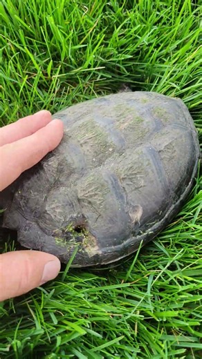 Snapping turtle! what do you think made the holes in its shell? Looks like a 22 to me. #ohio #turtle