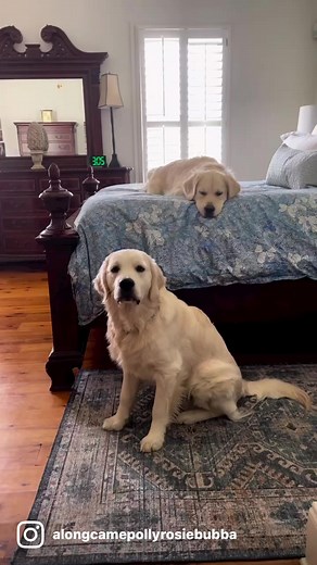 Along Came Polly, Rosie and Bubba on Reels