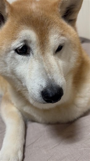 Shiba Inu Fuku Is Horrified After His Sister Invades His Room 🤣Sis and Shiba🤣#SisterAndShiba #sho...