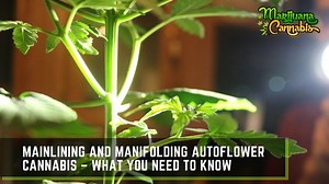 Mainlining and Manifolding Autoflower Cannabis | MarijuanaCannabis.com