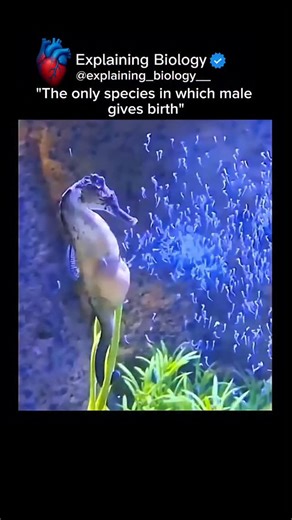 Explaining Biology on Instagram: "🐟🤯 The Only Species Where Males Give Birth! In the entire animal kingdom, one group breaks all the rules — seahorses. 💥 Unlike almost every other species, it’s the male seahorse that gets pregnant and gives birth to hundreds of tiny babies! The female deposits eggs into the male’s special pouch, and then the dad carries, protects, and finally gives birth. 🧠 Fun facts • Male seahorses can give birth to up to 2,000 babies at once • They experience labor contra