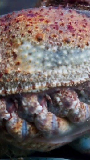 Giant Spider Crab Swarm: Why Thousands Pile Up in Victoria