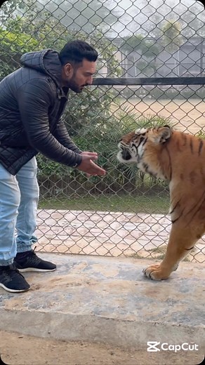 Fayyaz Ahmad on Instagram: "Tiger hug #faiziwildlifefarm"