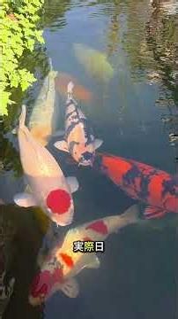 How Do Fish Living in the Sewers Contribute to Cleaning Japan's Water?