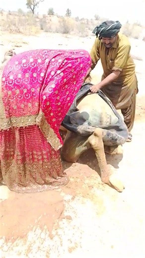 ليلى ومجنون في الصحراءلحظات رحمة وهم يخففl🐪🧍🎉
