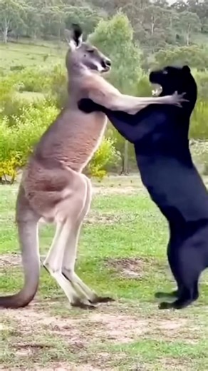 Wow😧 amazing Ai video 100m 🐶🐱🐭🐹🐰🦊🐻🐼🐻‍❄️🐨🐯🦁🐮🐷🐽🐸🐵🐔🐧🐦🐤🦆🦅🦉🦇🐺🐗🐴🦄🐝🪱🐛🦋🐌🐚🦟🐞🐜🪲🦗🕷🕸🐢🐍🦎🦖🦕🦂🦀🦑🐙🦞🦐🐠🐟🐡🐬🦈🐊🐆🐅🦓🦬🐃🐂🐄🦌🦛🐪🦒🦘🦣🦏🦍🐖🦙🐐🐏🐕🐩🦮🐈‍⬛🪶🐓🦤🦚🦜🦢🦩🕊🐇🐁🦝🦥🦡🦫🐾🐲 wow amazing this ai real video 100m view 🔥 #animalsoftiktok #ai #wildlife #petlife #Nature
