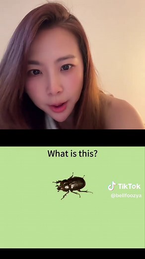What Is This Called? Identifying Tuk Tuk Bird, Cicada, and Kamen Rider References