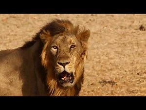 Lion Idle Animation Reference | Realistic Big Cat Motion for Animators & CG Artists
