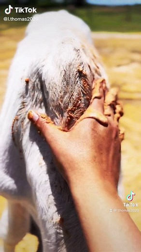 Cow Spa Day: Lizzo Treats Georgie to a Pampering Session