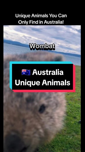 The Nature's Symphony no TikTok