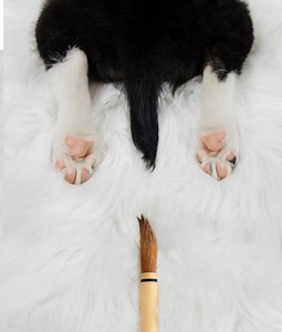 Tale of a derpy tail (Bark alert!) | Bordernerd