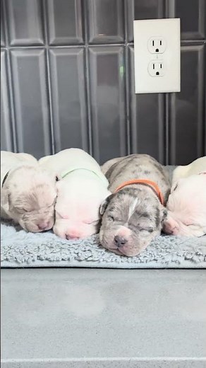 Xl American bully puppies for sale