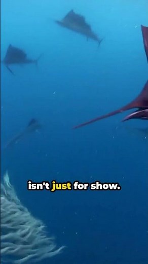 Sailfish The Fastest Fish In the World 😧 | Ever Wonder Why