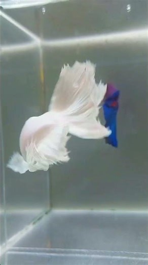 🔥 Clean & Beautiful Betta Tank 🐠 Easy Setup for Beginners – TutoNest