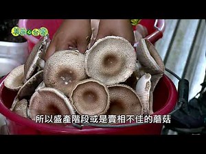 【屏東崁頂】環控豪華貨櫃屋 營造姬松茸生長好環境 | 有機無毒 | 264 | #美麗心台灣