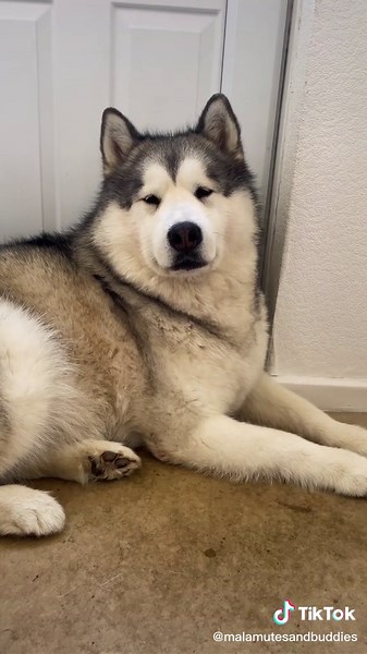 Funny Alaskan Malamute Howling Video