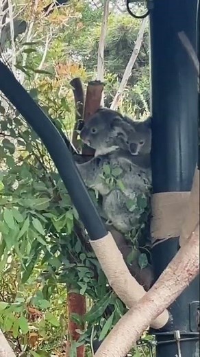 Baby Koala Rides on Mom’s Back at the San Diego Zoo 🐨
