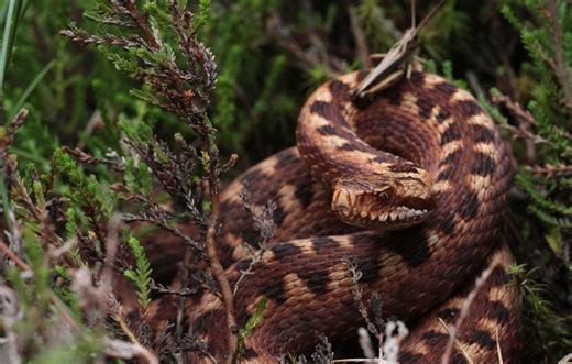 Isère : Mordu par un serpent, un randonneur américain hospitalisé dans un état grave