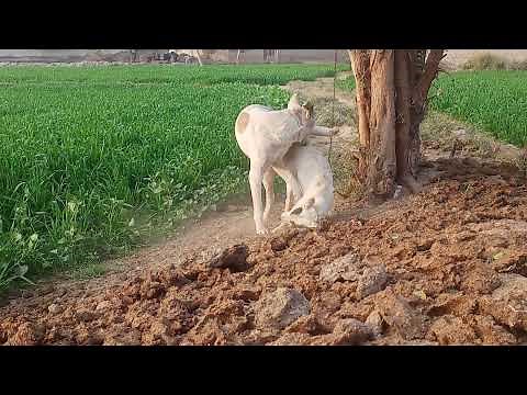 African Meeting dog Vs female meeting first time at village 2022