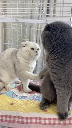 It just wants to shake hands#cat #fyp #catvideos #catsoftiktok #cute #funnycat