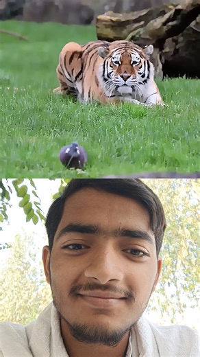 🐆💥#animals #trending #wildlife