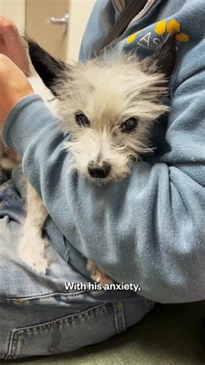 With Dutch, trusted vets are just a click away—no stressful trips, no waiting rooms. Get expert advice and personalized care for your pet, all from the comfort of home. | Dutch | Facebook