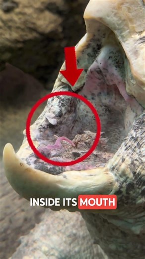 This Turtle Hunts Without Moving 🐢💥 #AlligatorSnappingTurtle #wildlife #animals