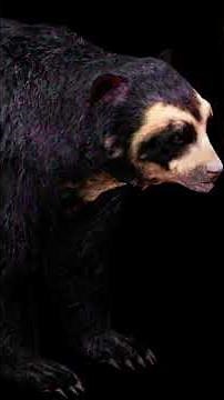 California spectacled bear Sound Effect #bear #animals #wildlife #soundeffects