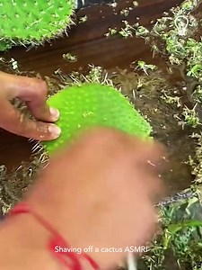 Shaving off a cactus ASMR🌵 | Handy Dandy