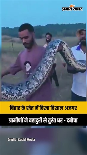 Bihar News: खेत में निकला विशाल अजगर, ग्रामीणों ने ऐसे किया Rescue | Video Viral