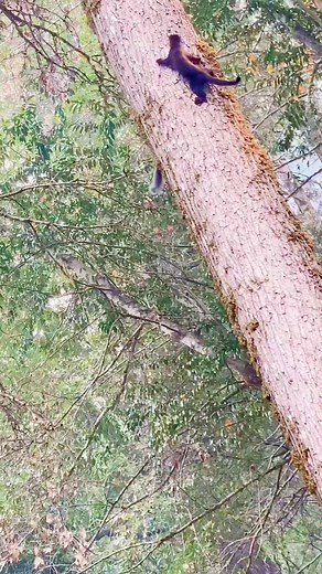 791 reactions | Two squirrels are playing together. #viralshorts #viralvideoシ #wildlife #facebookviral #reelsvideoシ #fypシ゚viralシ #wildlifeplanet #instagram | Äb Hâ M Îđ | Facebook
