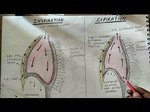 respiration :inspiration /expiration... drawing