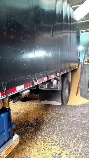 Truck Unloading Yellow Grains Process Explained