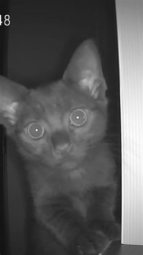 Taranis inspecting the camera